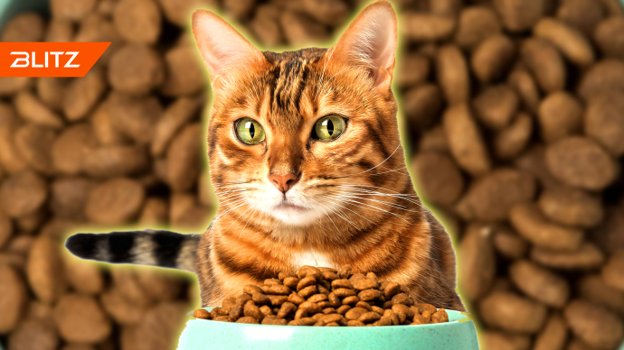 Роскачество опубликовало рейтинг лучших кошачьих кормов