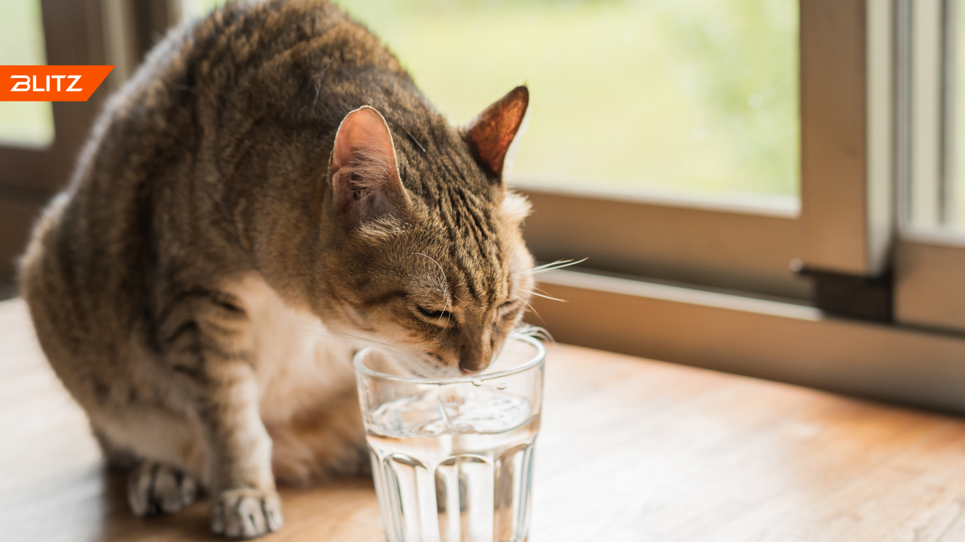 Кошка пьет. Кошка пьет воду. Жажда у кошки. Кошка пьет много воды причины. Как заставить кошку пить